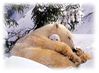 hibernation maman ours et son-petit