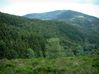 foret-des-vosges-01.jpg