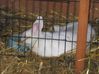 Photo LO 5333