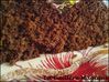 Gateaux-divers02068.jpg