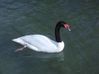 Cygne à cou noir ( Cygnus melanocorypha )