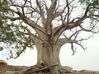 le baobab, vieux de mille ans