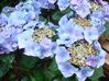 achat hortensia bleu