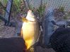 10-04-2012---Boves 0648