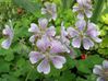 geranium-renardii-2009