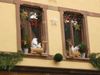 Kaysersberg13