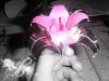 Lily copie