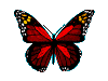 Papillons-69