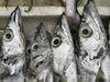 43._Tete_de_poisson_ruban-76f01.jpg