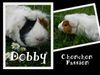 Dobby-jardin-chonchonpassion