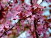 Fleurs-de-Cerisiers-a24113630.jpg