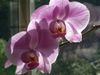 Printemps-2009N0171.jpg