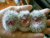 baby-animals-hedgehogs.jpg