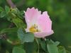 eglantine.jpg