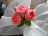 rose 003