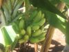 bananes ds notre jardin