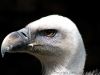 oiseau-rapace-tete-vautour-fauve-profil.jpg