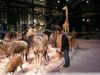 Musees-Museums-40277.jpg