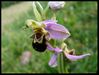 P1150167-Ophrys apifera crussol juin 2010