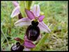 P1130642-Ophrys drumana mai 2010 crussol