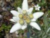 Edelweiss