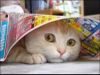 funny-cats-08.jpg