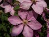 clematite-hagley hybrid