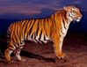 tigre1.jpg
