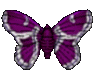 animaux-papillon-20
