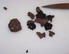 truffe-1-1