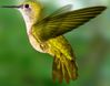 colibri apodiforme