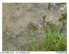 grenouille verte 11-04-24 (1)