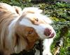 CHIEN-BERGER-AUSTRALIEN.jpg