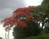 Flamboyants