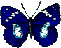 papillon pt-1