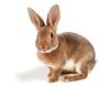 lapin.jpg