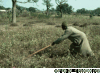 Destroying african agriculture by walden bello