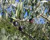 Olives1.jpg