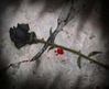 rose3.jpg