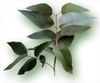 Eucalyptus.jpg