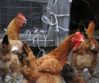 gallinelle-ok.jpg