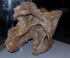 Camarasaurus-vertebre-cervicale2.JPG