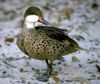 Canard des Bahamas ( Anas bahamensis )