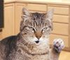 talkingcat.jpg