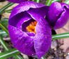 crocus3