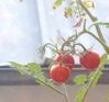 Tomates