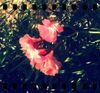 Lomogram 2012-08-09 01-32-15-PM