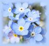 myosotis