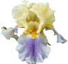 iris.gif