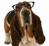 chien-lunettes-copie-1.jpg